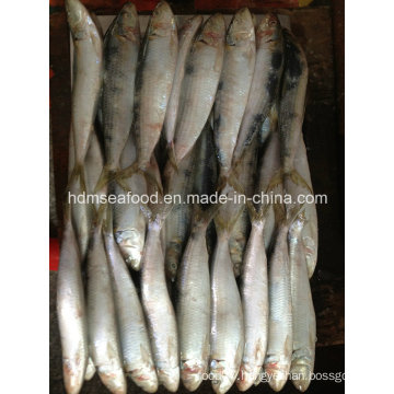 Fresh W/R Frozen Sardine Fish for Bait